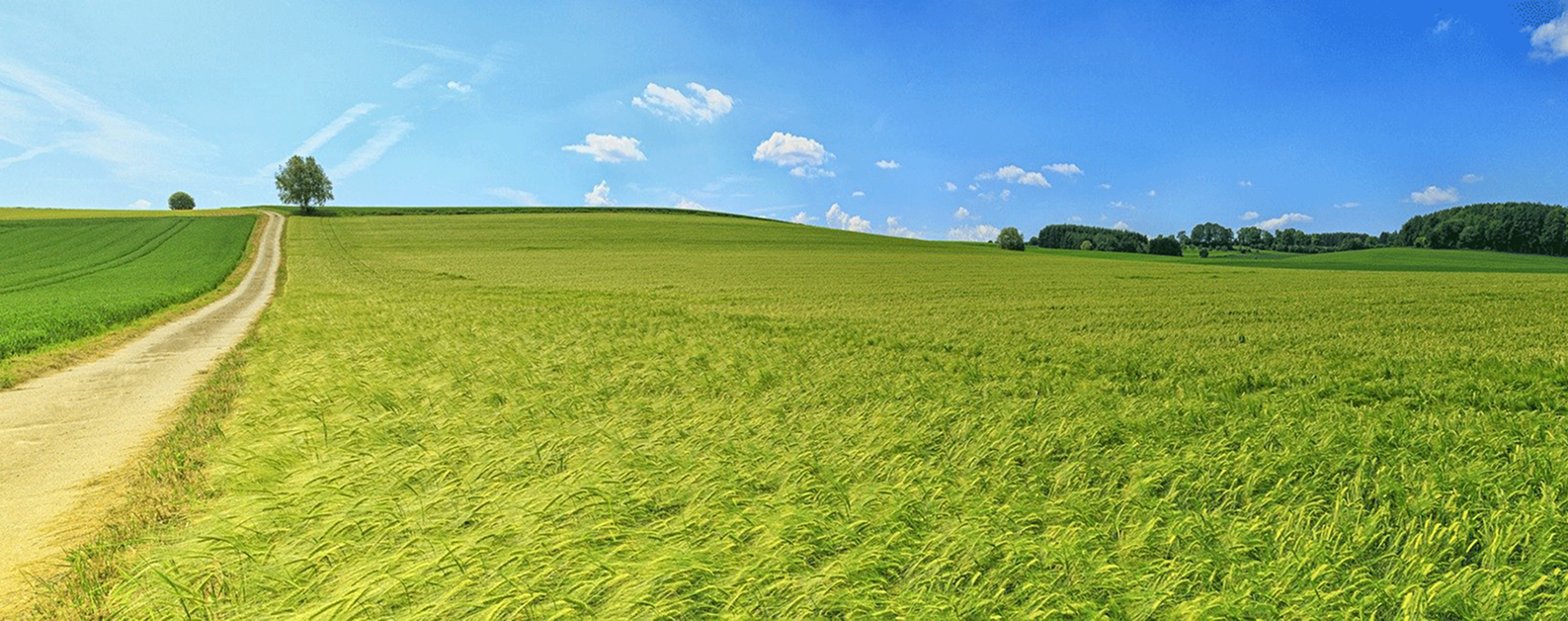 정직함 성실함 창의성